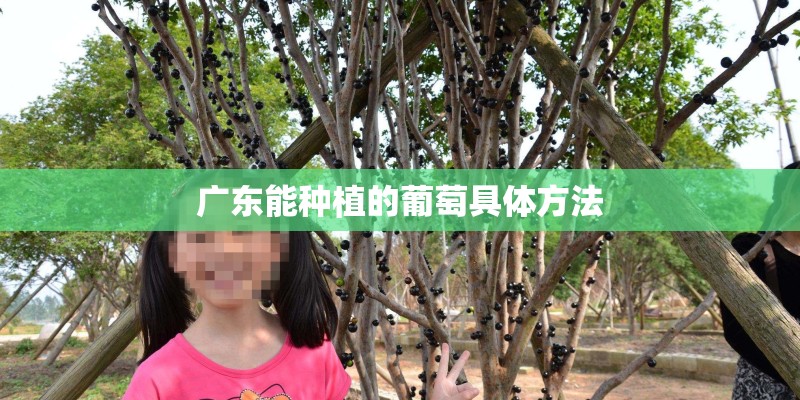 广东能种植的葡萄具体方法