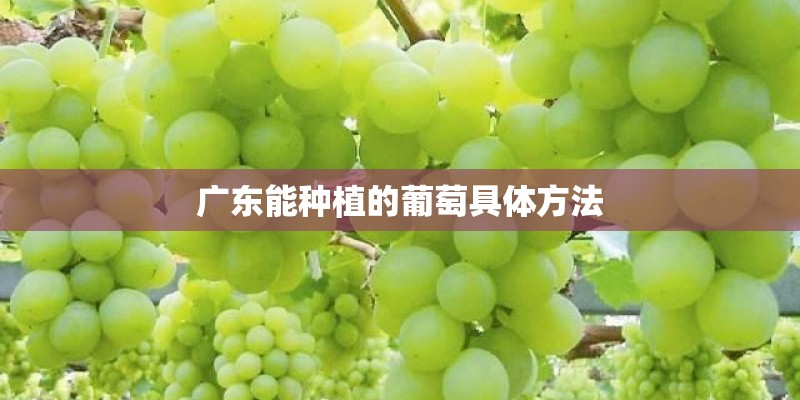 广东能种植的葡萄具体方法