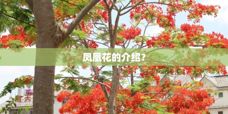 凤凰花的介绍？