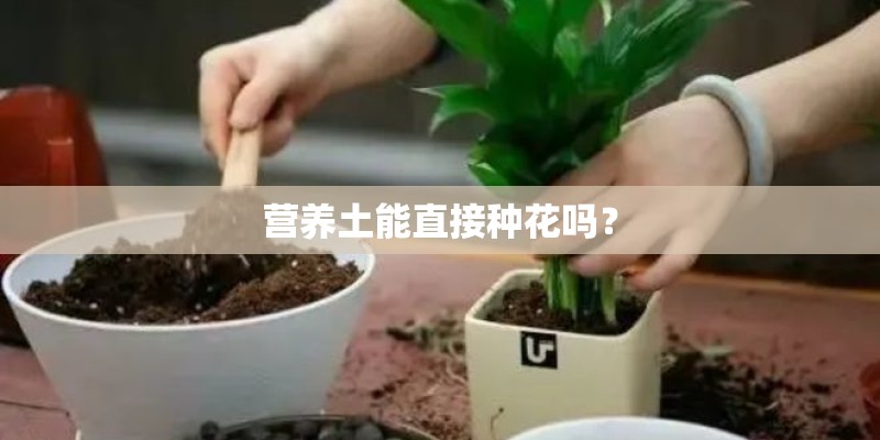 营养土能直接种花吗？
