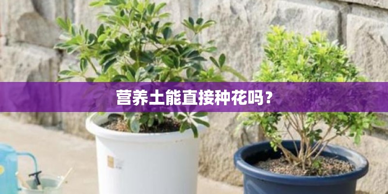 营养土能直接种花吗？