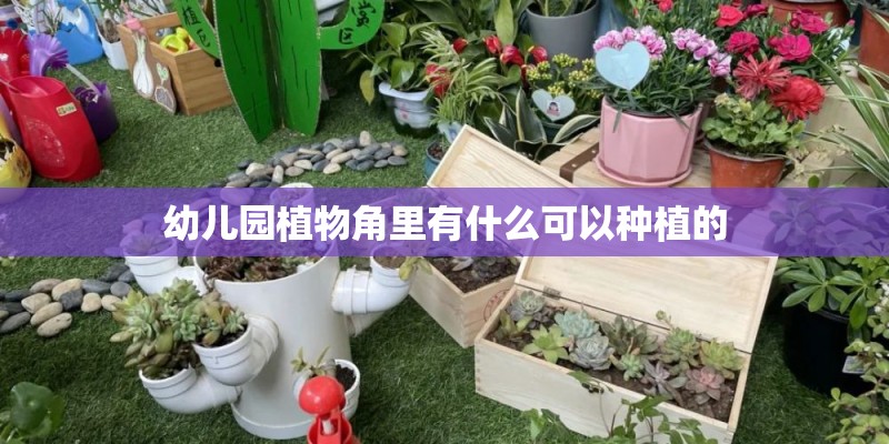 幼儿园植物角里有什么可以种植的