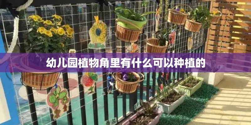 幼儿园植物角里有什么可以种植的