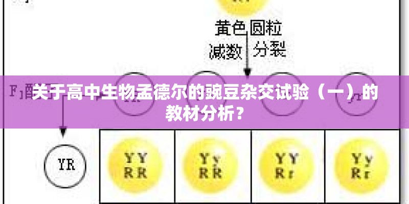 关于高中生物孟德尔的豌豆杂交试验（一）的教材分析？