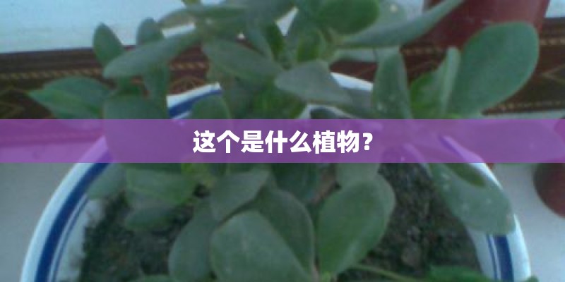 这个是什么植物？