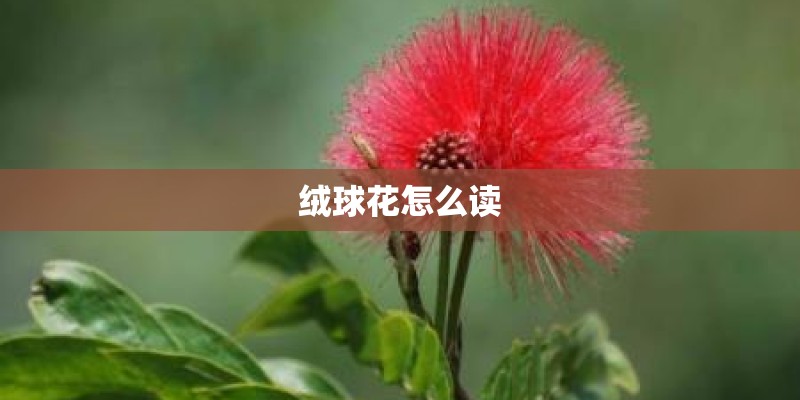绒球花怎么读