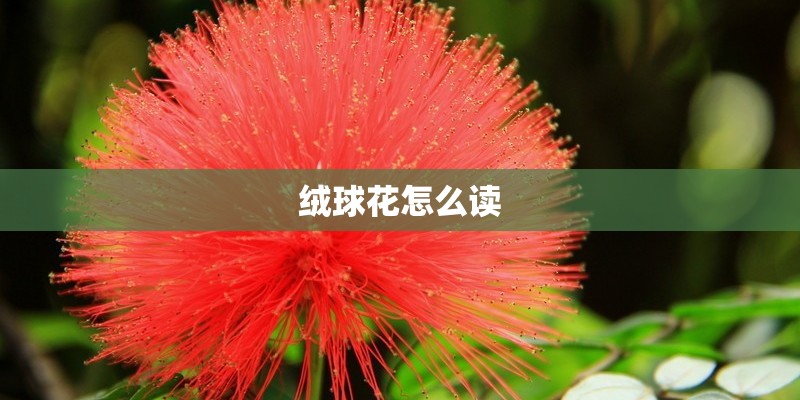 绒球花怎么读