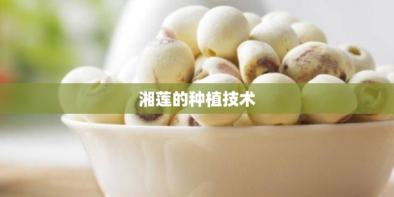 湘莲的种植技术