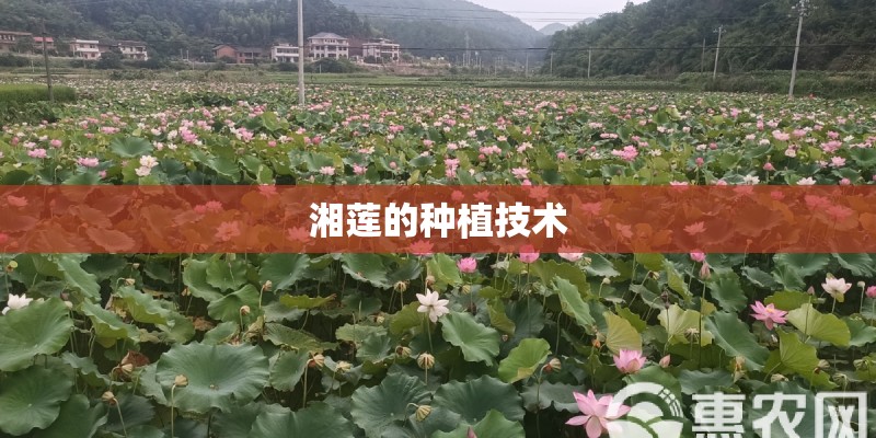 湘莲的种植技术