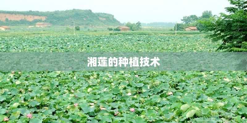 湘莲的种植技术