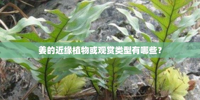 姜的近缘植物或观赏类型有哪些？