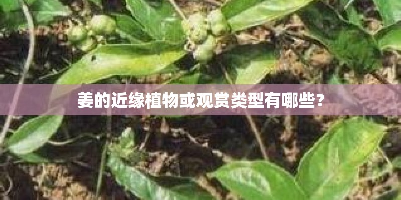 姜的近缘植物或观赏类型有哪些？