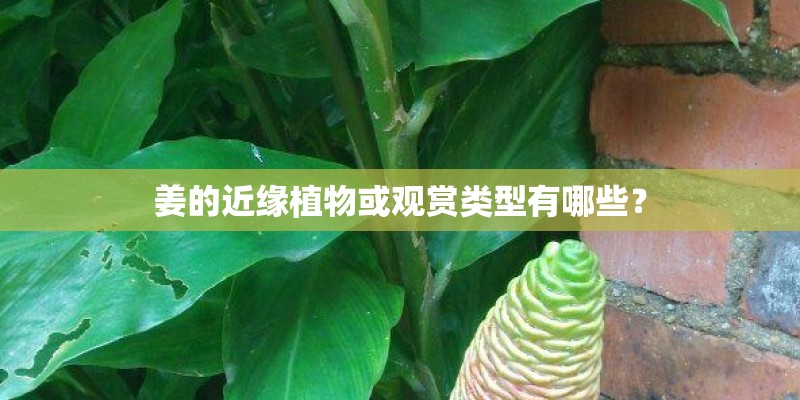 姜的近缘植物或观赏类型有哪些？