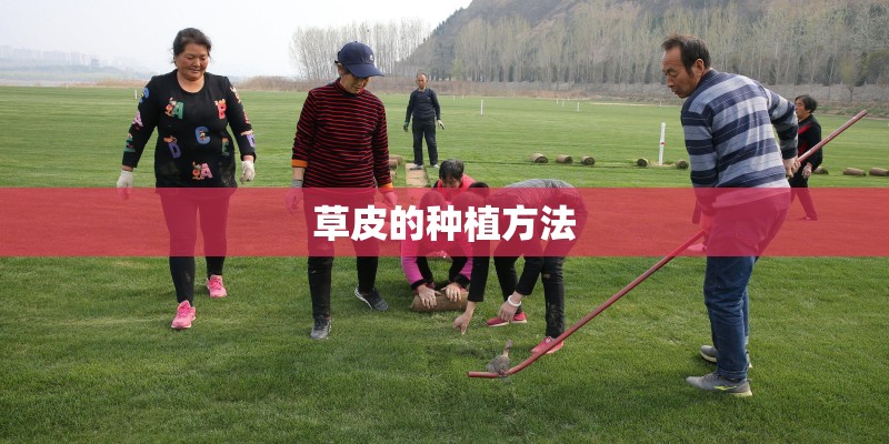 草皮的种植方法