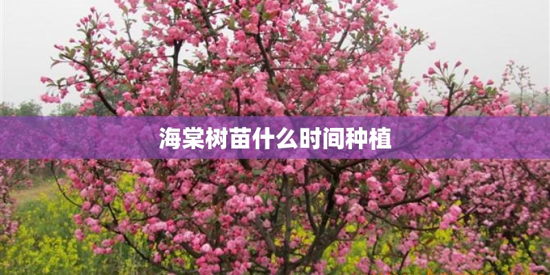 海棠树苗什么时间种植