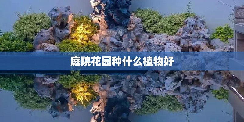 庭院花园种什么植物好