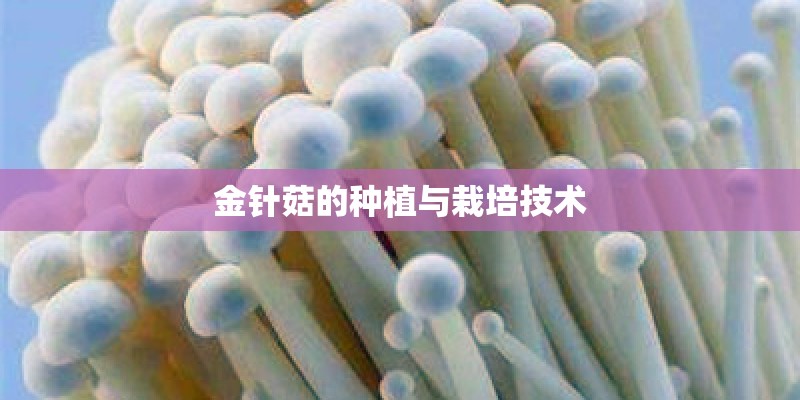金针菇的种植与栽培技术
