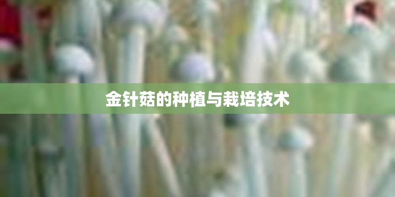 金针菇的种植与栽培技术