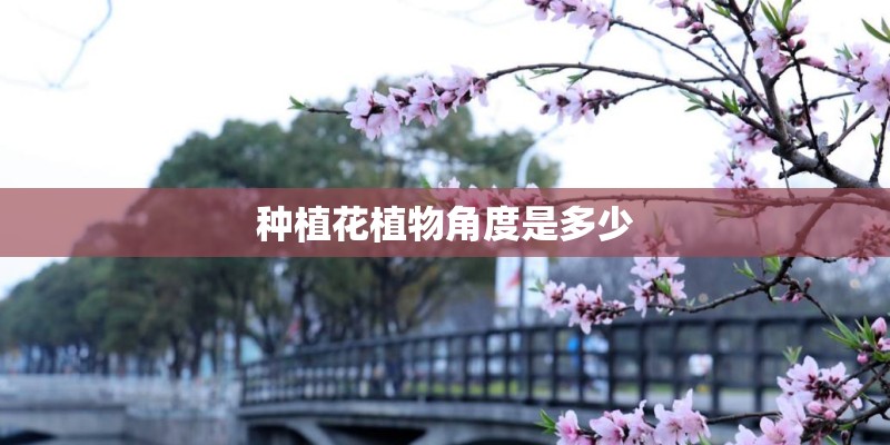 种植花植物角度是多少