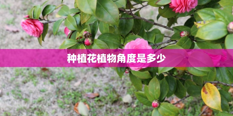 种植花植物角度是多少