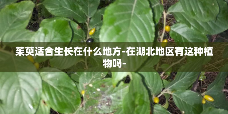 茱萸适合生长在什么地方-在湖北地区有这种植物吗-