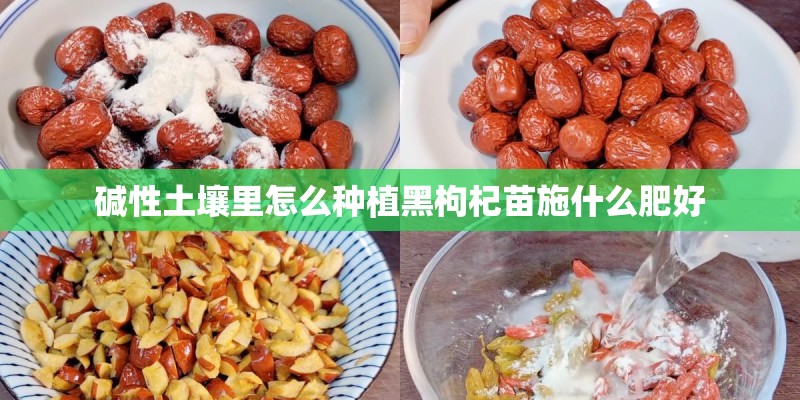 碱性土壤里怎么种植黑枸杞苗施什么肥好