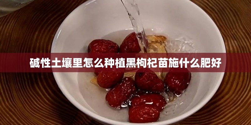 碱性土壤里怎么种植黑枸杞苗施什么肥好