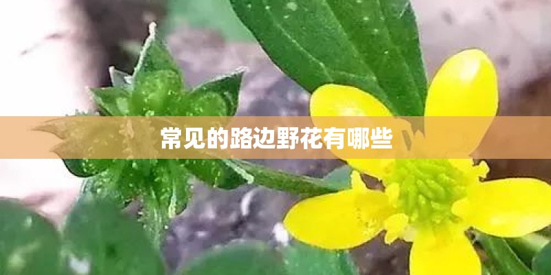 常见的路边野花有哪些