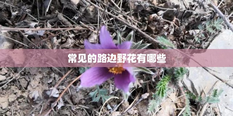 常见的路边野花有哪些