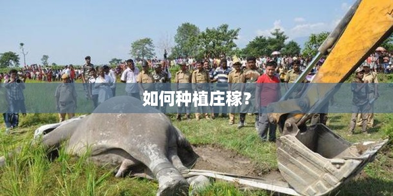 如何种植庄稼？
