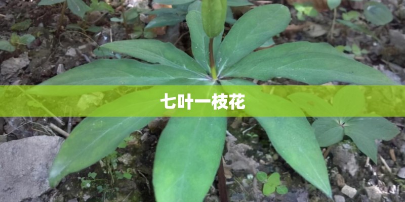 七叶一枝花
