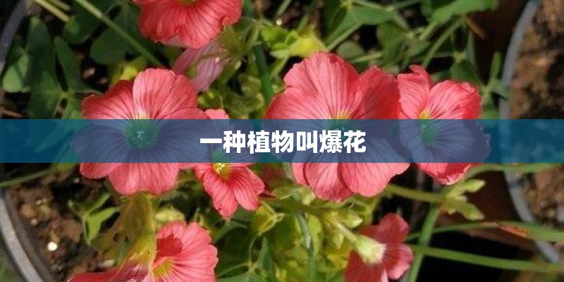 一种植物叫爆花