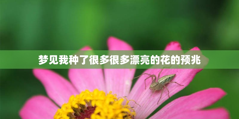 梦见我种了很多很多漂亮的花的预兆