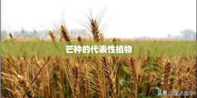 芒种的代表性植物