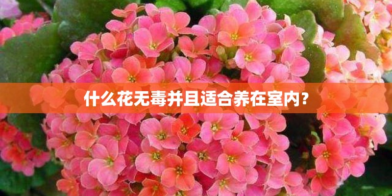 什么花无毒并且适合养在室内？