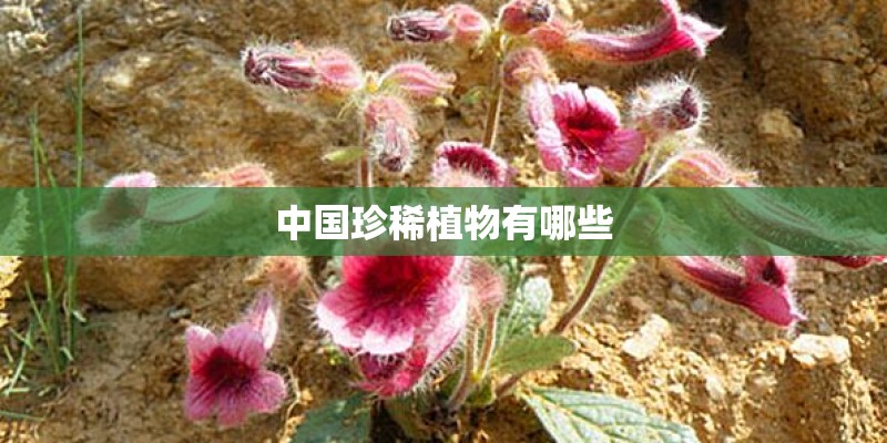 中国珍稀植物有哪些