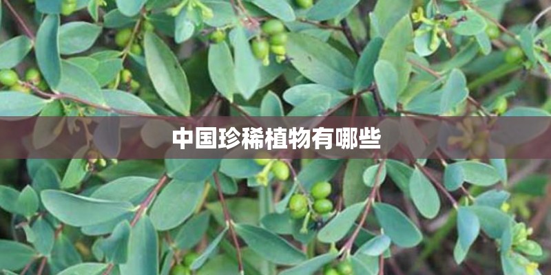 中国珍稀植物有哪些