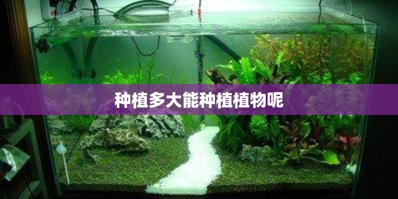 种植多大能种植植物呢