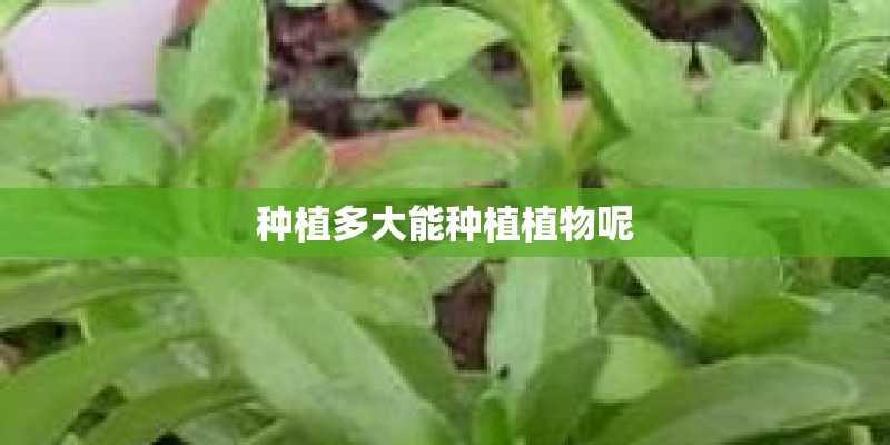 种植多大能种植植物呢