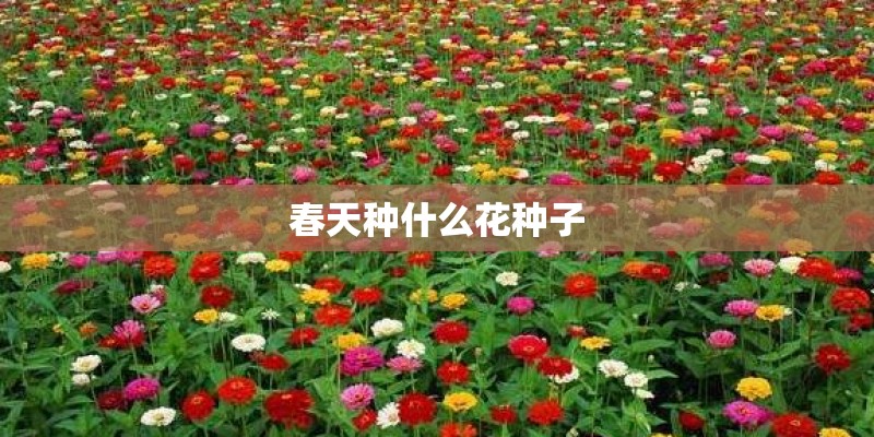 春天种什么花种子
