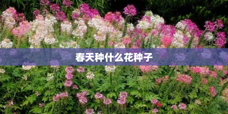 春天种什么花种子