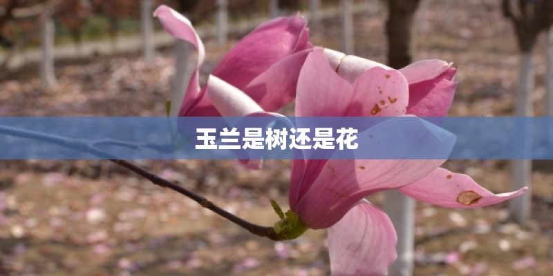 玉兰是树还是花