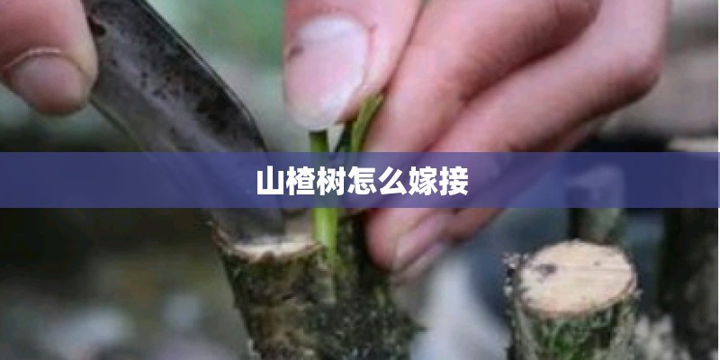 山楂树怎么嫁接