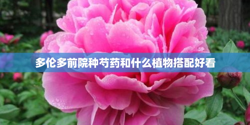 多伦多前院种芍药和什么植物搭配好看