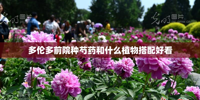多伦多前院种芍药和什么植物搭配好看