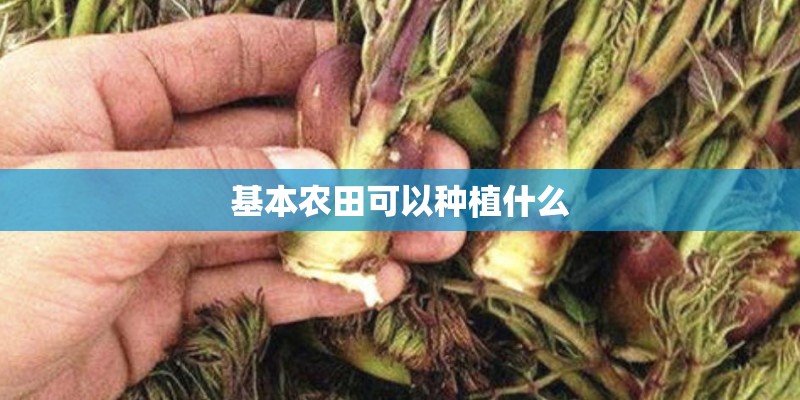 基本农田可以种植什么