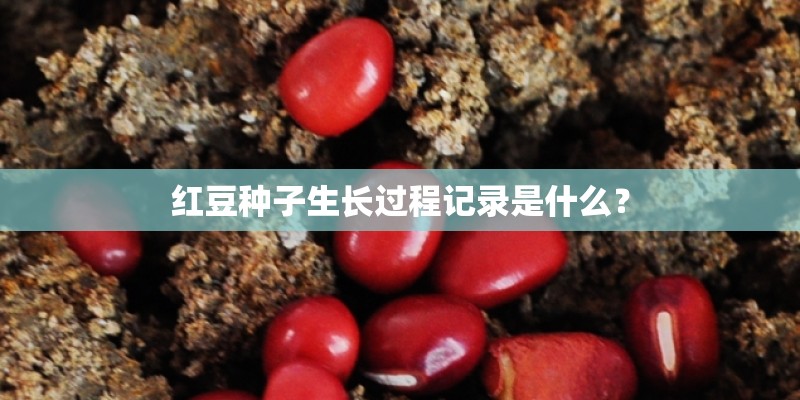 红豆种子生长过程记录是什么？