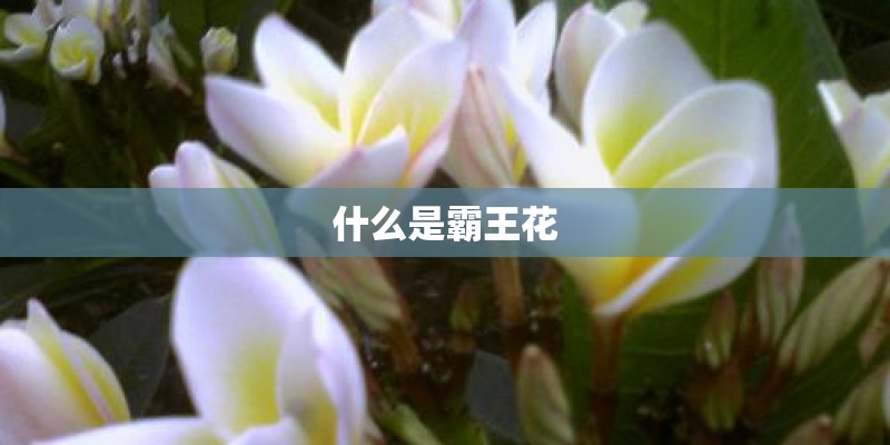 什么是霸王花