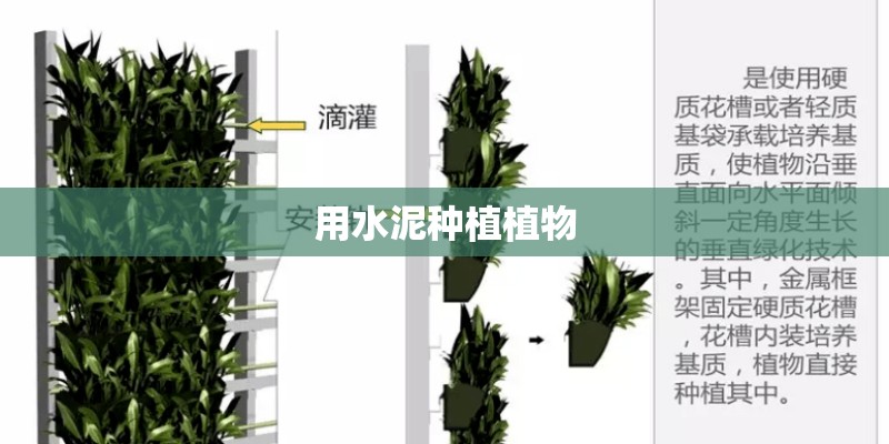 用水泥种植植物