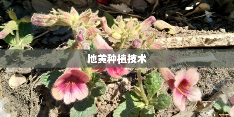 地黄种植技术